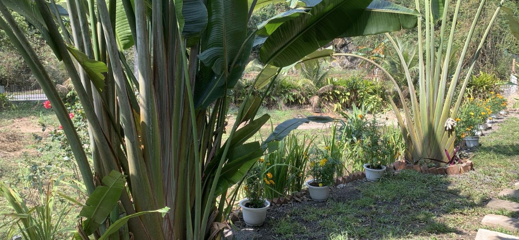 Cat Ba Island Garden Homestay - Papillon Exterior photo